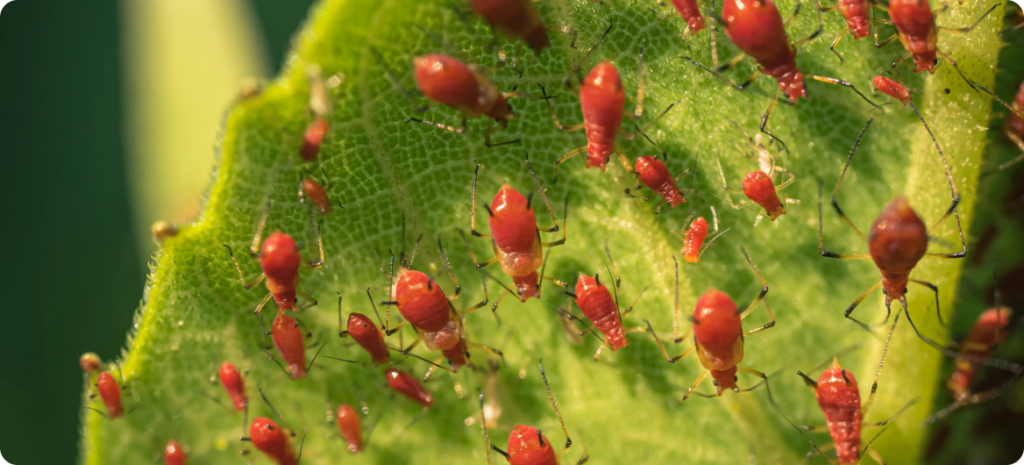 The Life Cycle of Common Pests in Bethlehem, PA