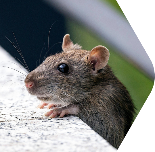 Pest Control Services in Bethlehem