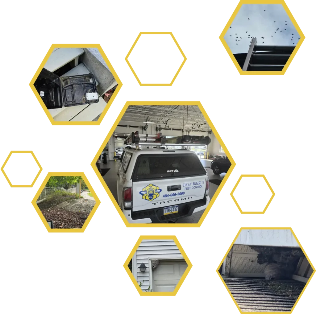 Quality Pest Control Service | Easy Buzz It
