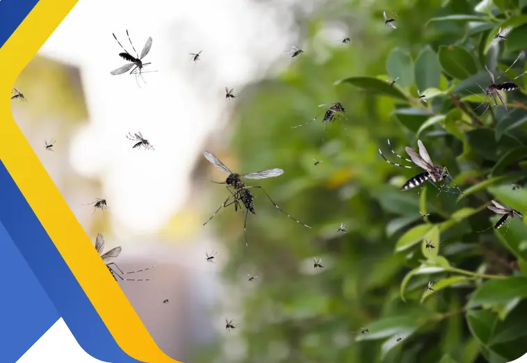 Quarterly Pest Control In Bethlehem, PA