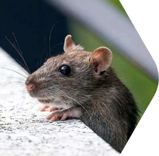 Quality Pest Control Service | Easy Buzz It
